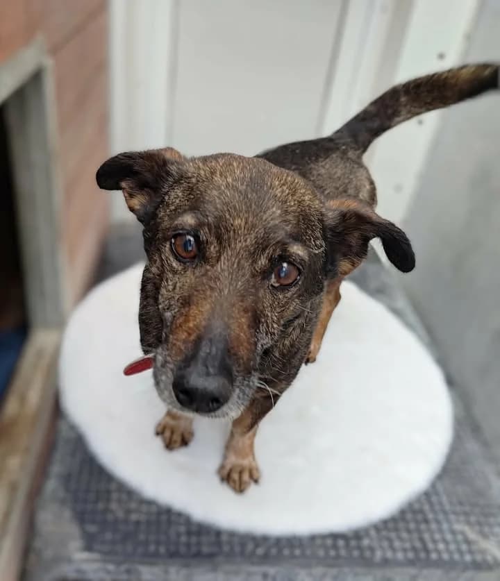 LOBO, Mixed Breed for adoption at Schronisko Lublin, Lublin