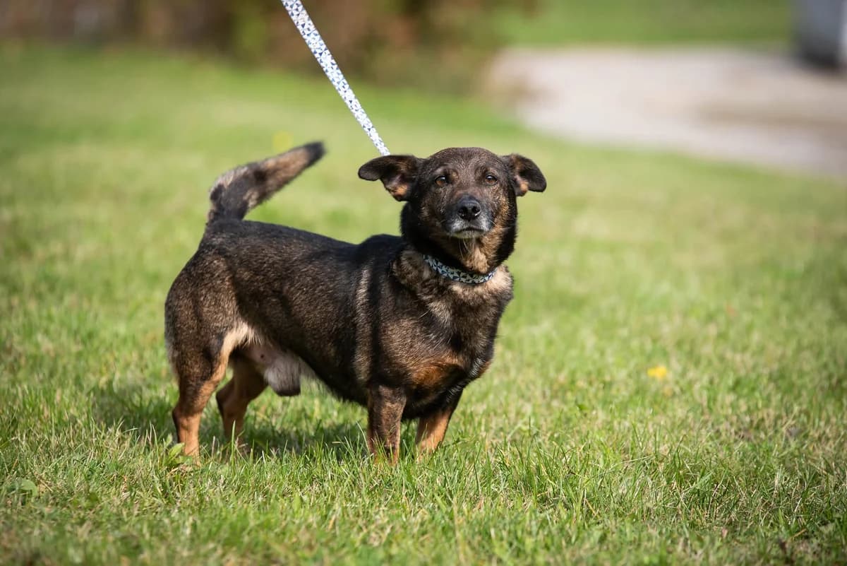 LOBO, Mixed Breed for adoption at Schronisko Lublin, Lublin