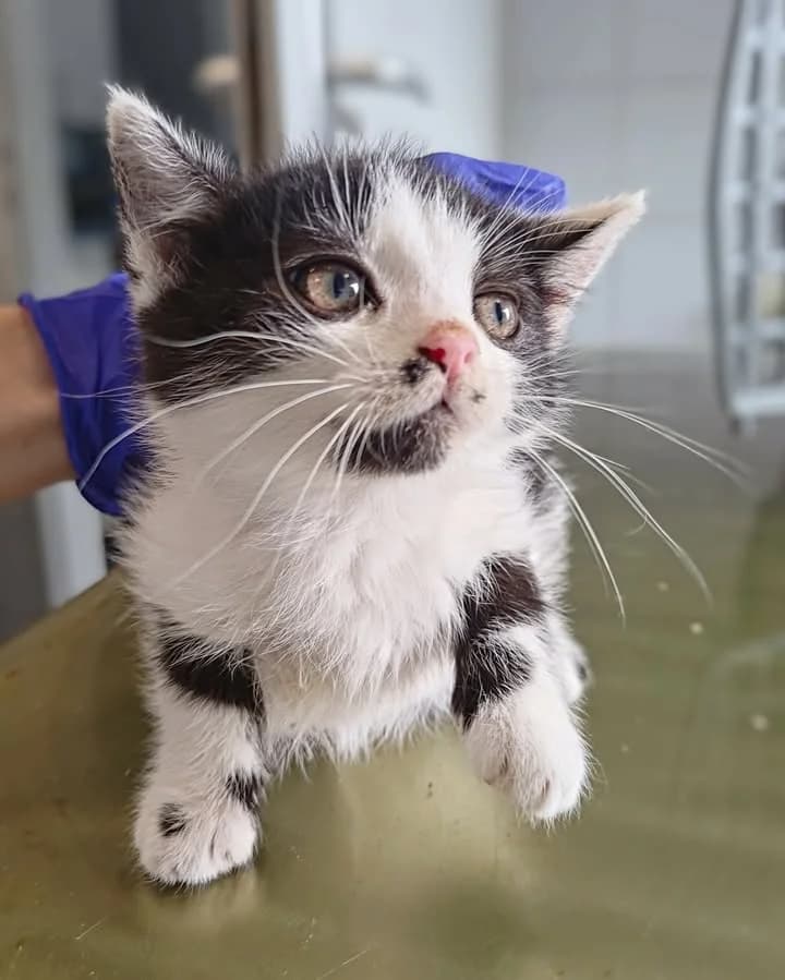 URKO, Mixed Breed for adoption at Schronisko Lublin, Lublin