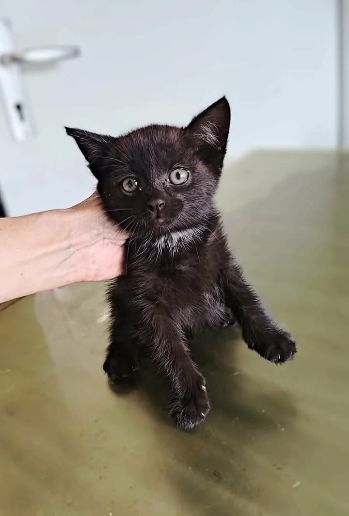 URLICH, Mixed Breed for adoption at Schronisko Lublin, Lublin