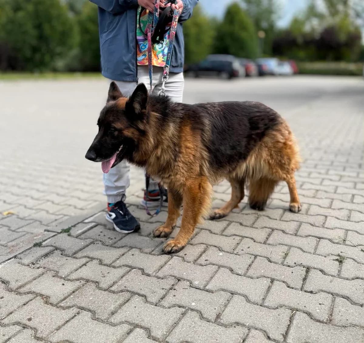 USIA, Mixed Breed for adoption at Schronisko Lublin, Lublin