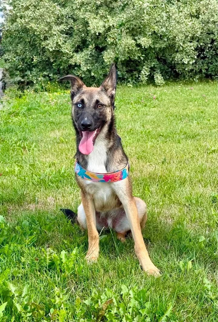 UNA, Mixed Breed for adoption at Schronisko Lublin, Lublin