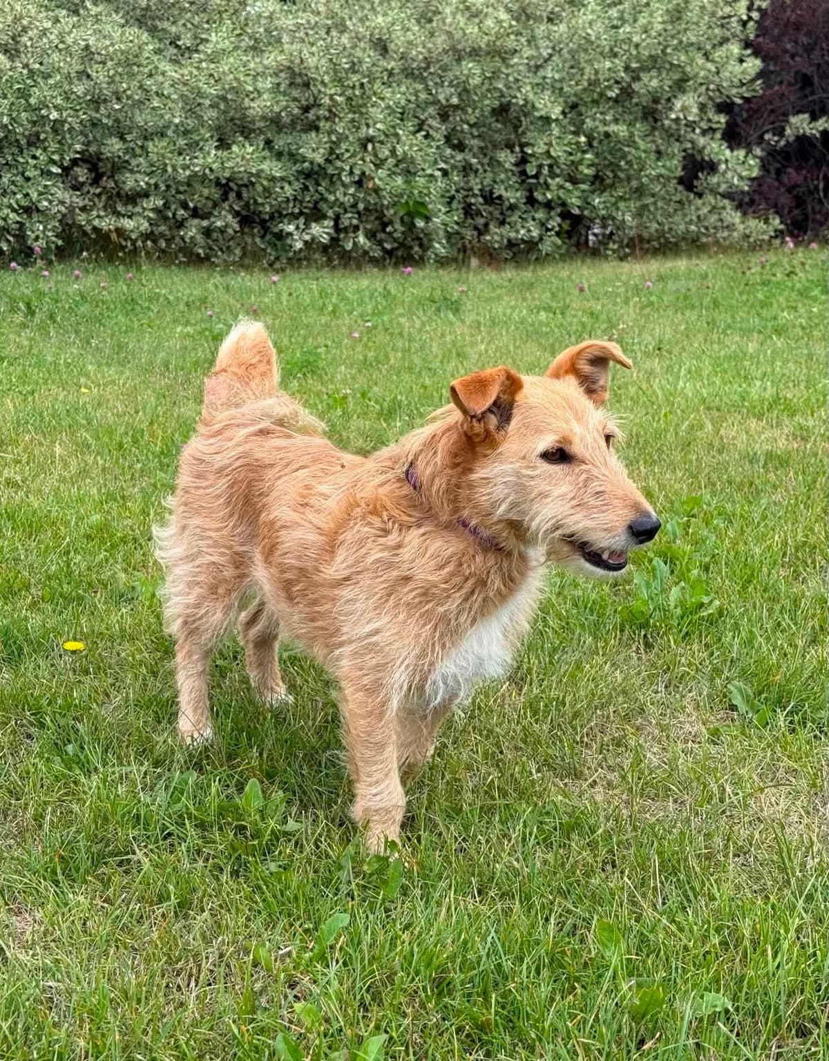 UNIKATKA, Mixed Breed for adoption at Schronisko Lublin, Lublin