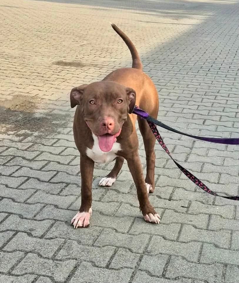 UWAŻNA, Mixed Breed for adoption at Schronisko Lublin, Lublin