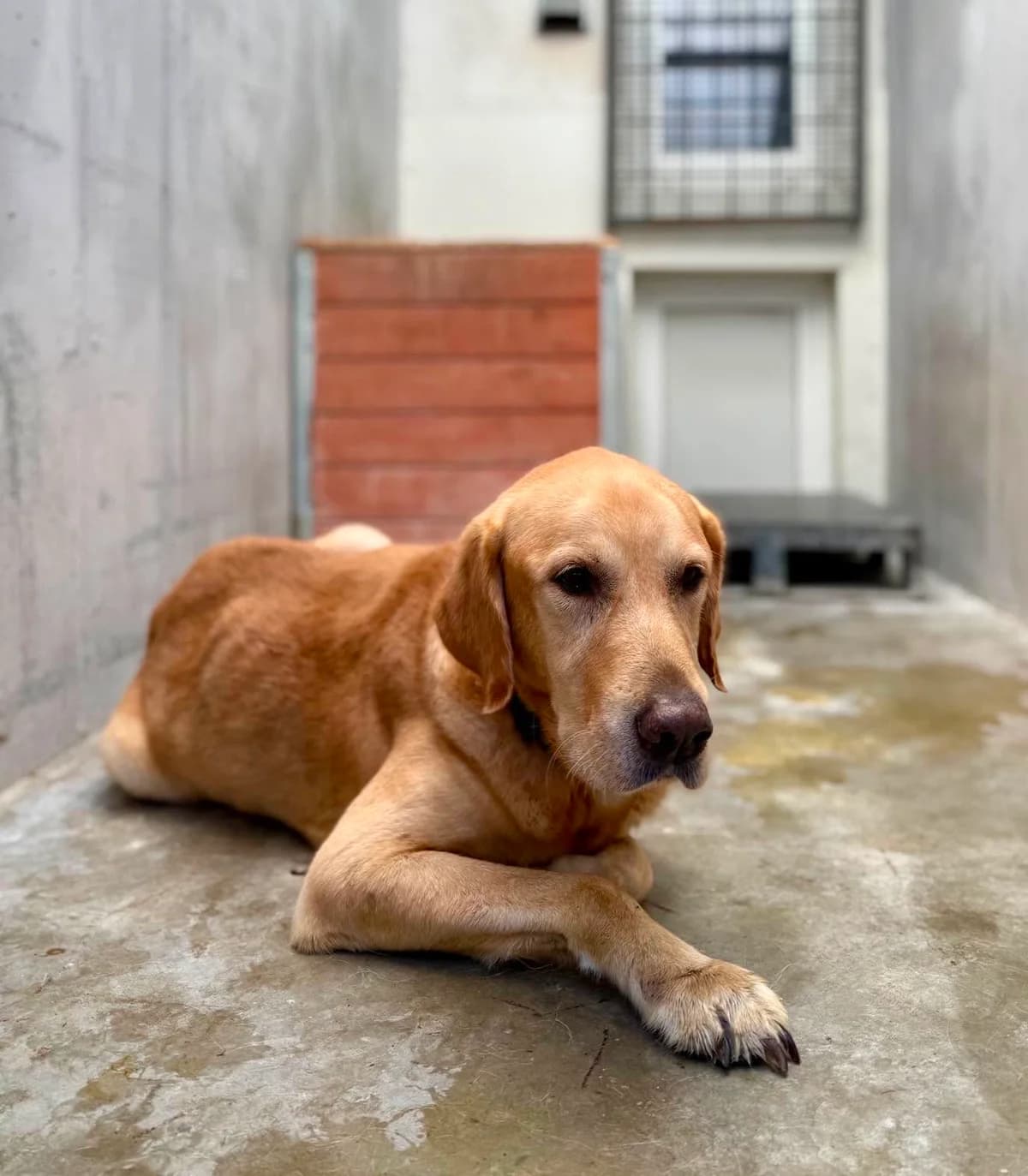 UGO, Mixed Breed for adoption at Schronisko Lublin, Lublin