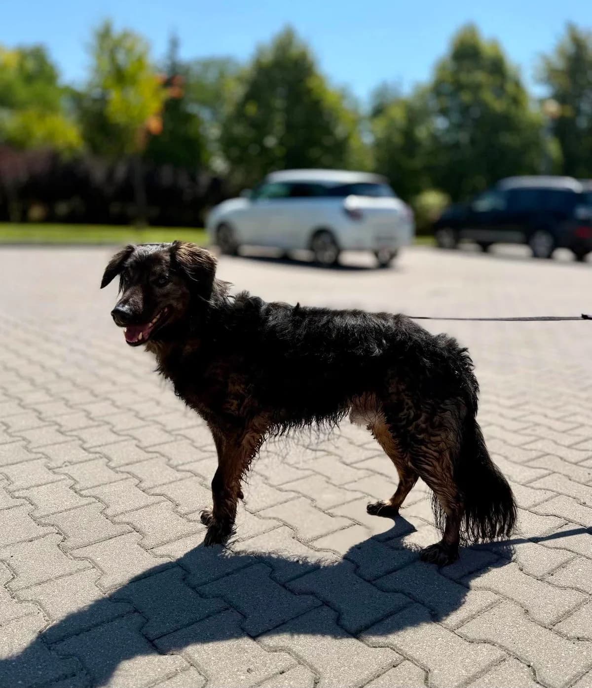 ULAN, Mixed Breed for adoption at Schronisko Lublin, Lublin