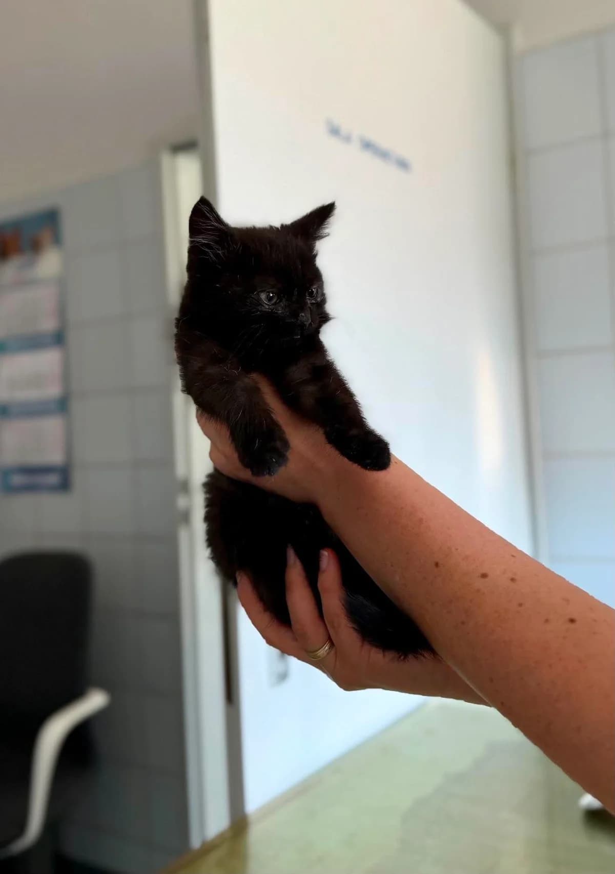 UPADEK, Mixed Breed for adoption at Schronisko Lublin, Lublin