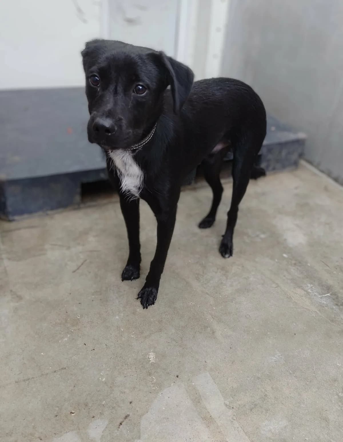 URWIS, Mixed Breed for adoption at Schronisko Lublin, Lublin