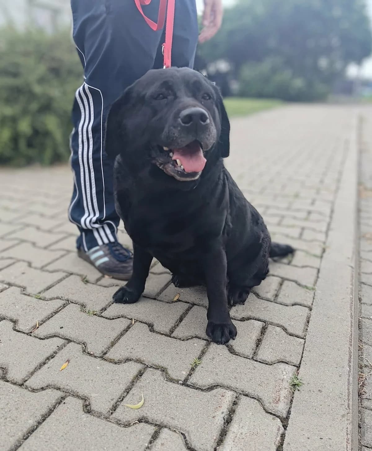 UMEJKA, Mixed Breed for adoption at Schronisko Lublin, Lublin