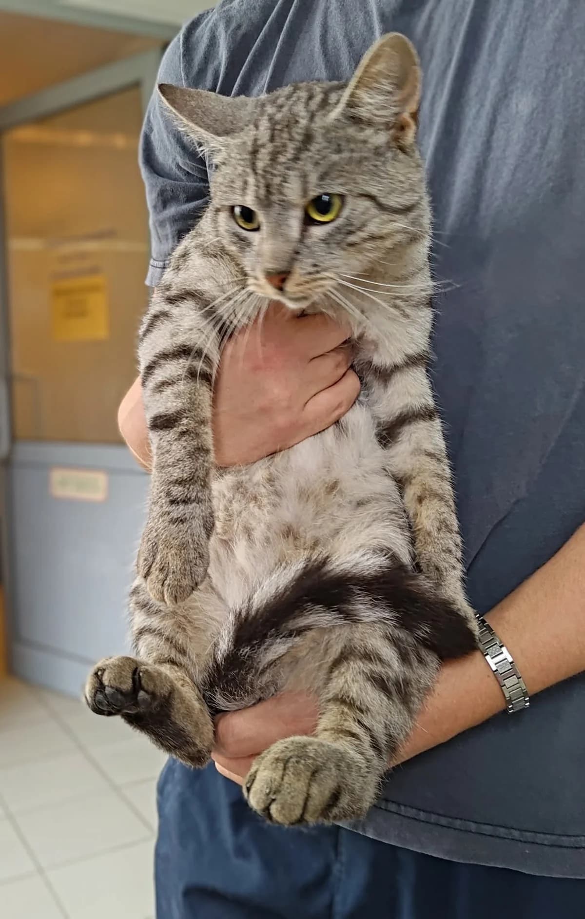 URZĘDNIK, Mixed Breed for adoption at Schronisko Lublin, Lublin