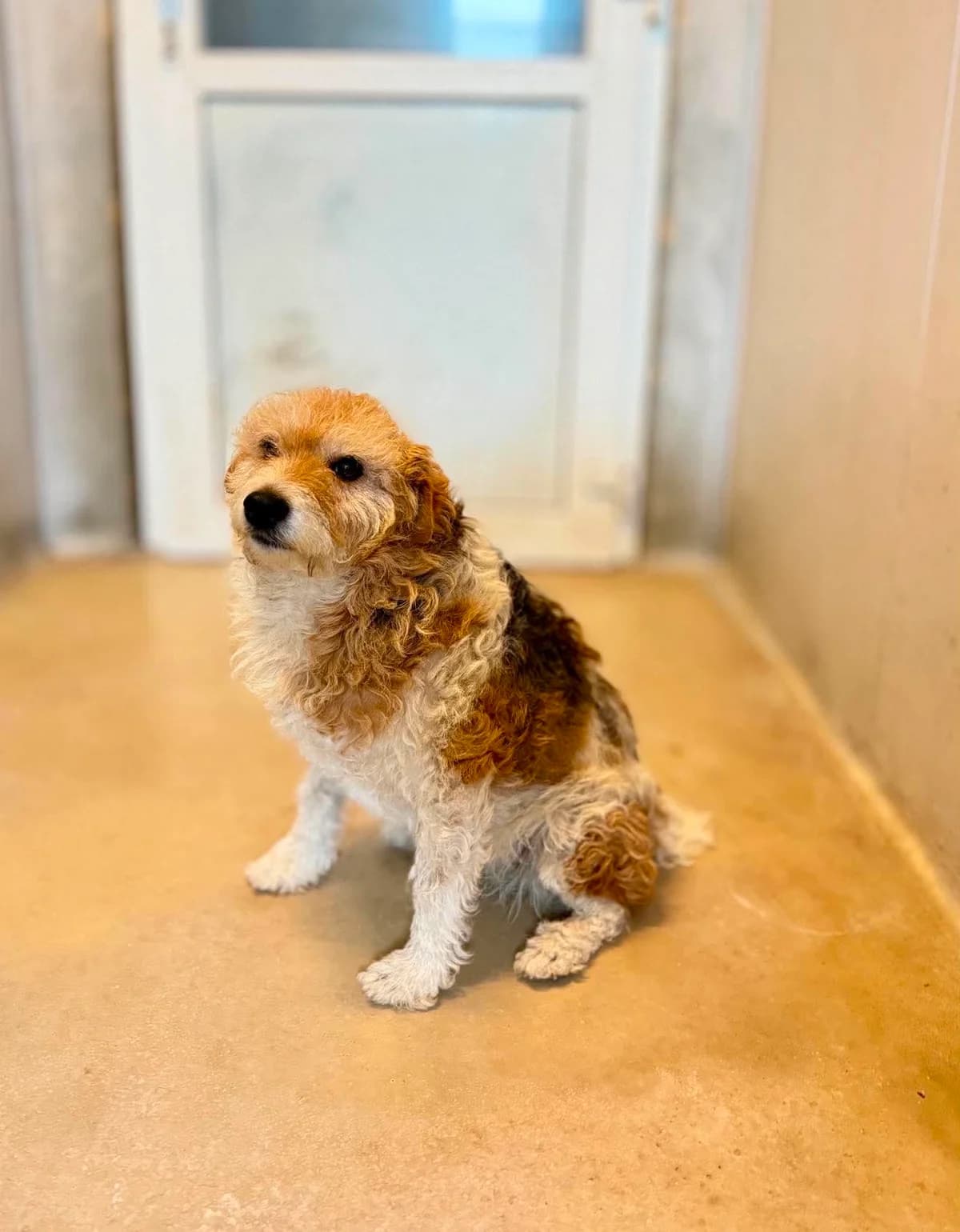 UFKA, Mixed Breed for adoption at Schronisko Lublin, Lublin