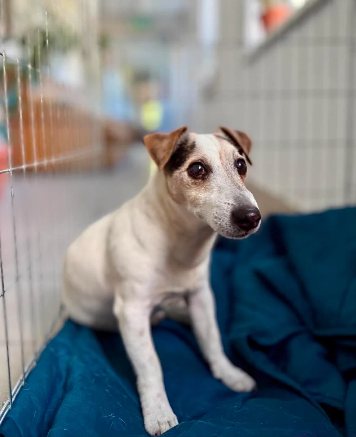 UGI, Mixed Breed for adoption at Schronisko Lublin, Lublin