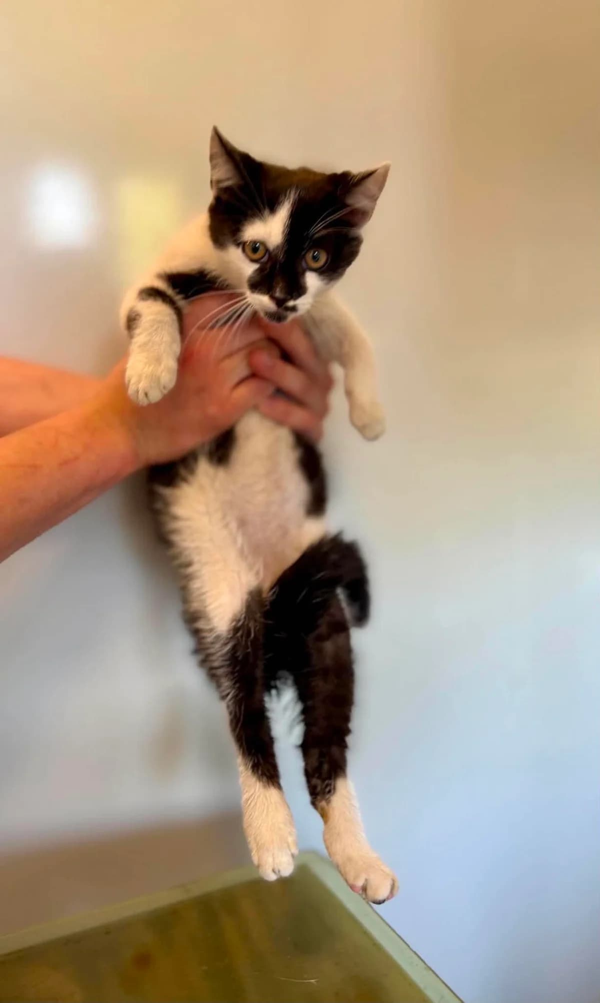 UFO, Mixed Breed for adoption at Schronisko Lublin, Lublin