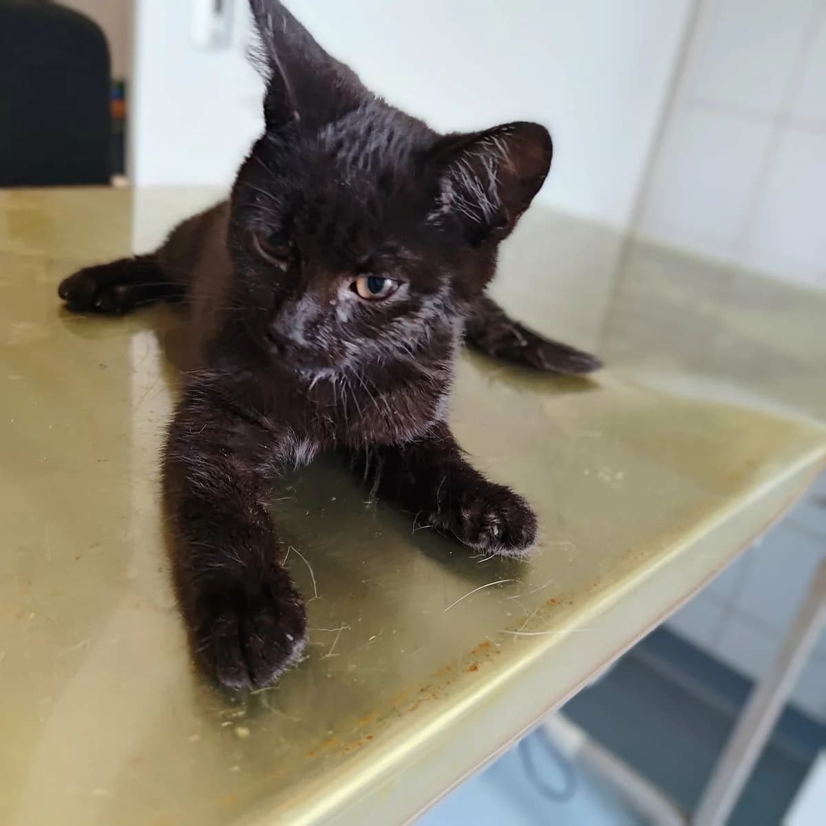 URBANEK, Mixed Breed for adoption at Schronisko Lublin, Lublin