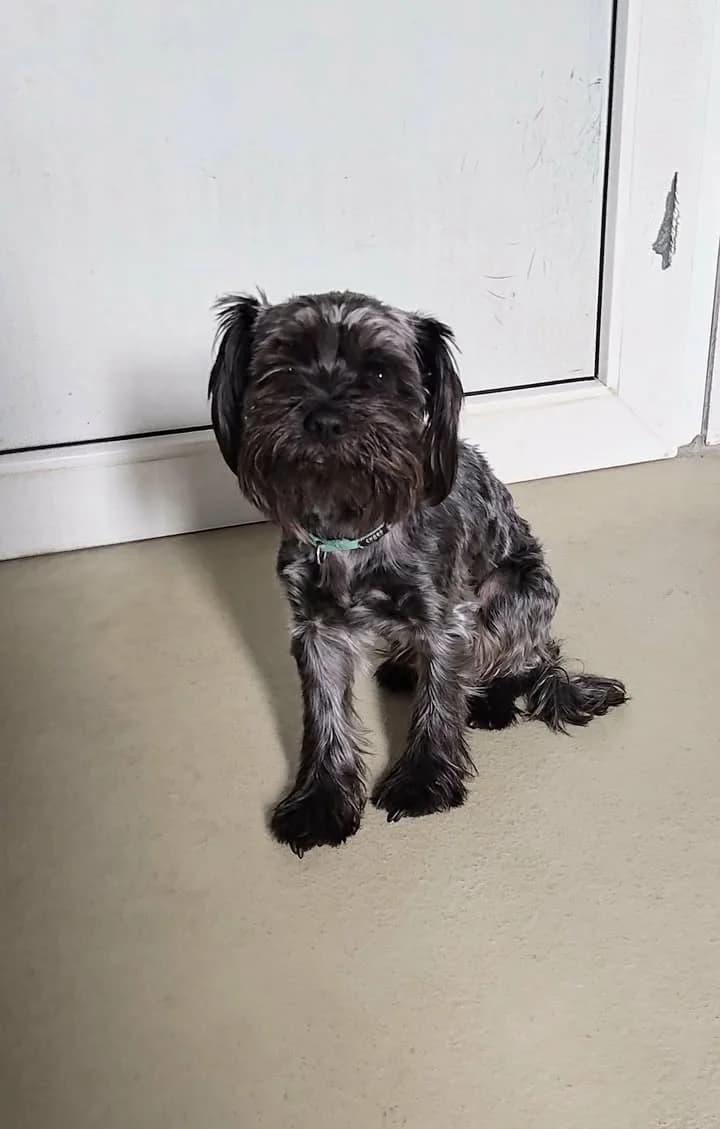 WAFEL, Mixed Breed for adoption at Schronisko Lublin, Lublin