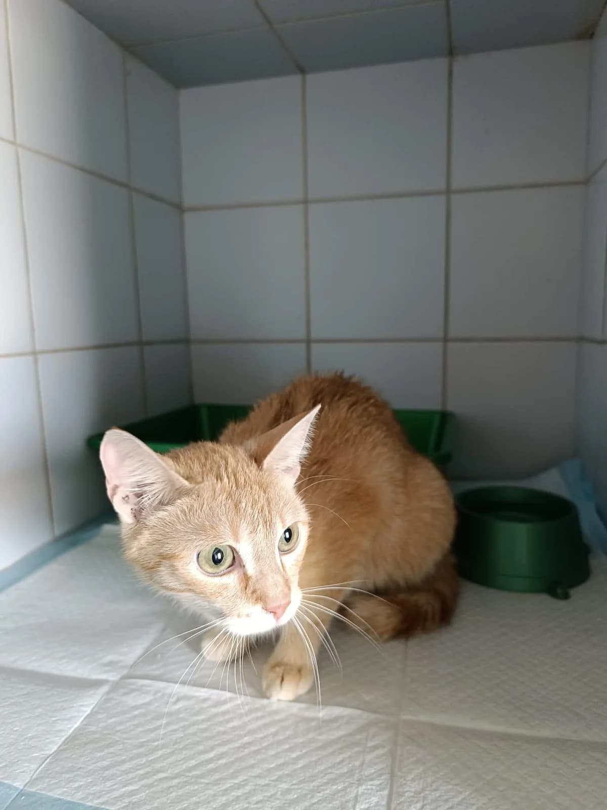 WUZETKA, Mixed Breed for adoption at Schronisko Lublin, Lublin