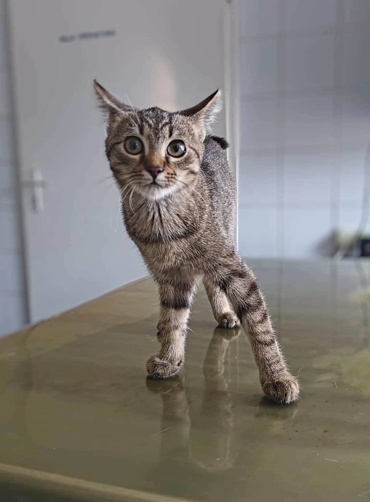 WENA, Mixed Breed for adoption at Schronisko Lublin, Lublin