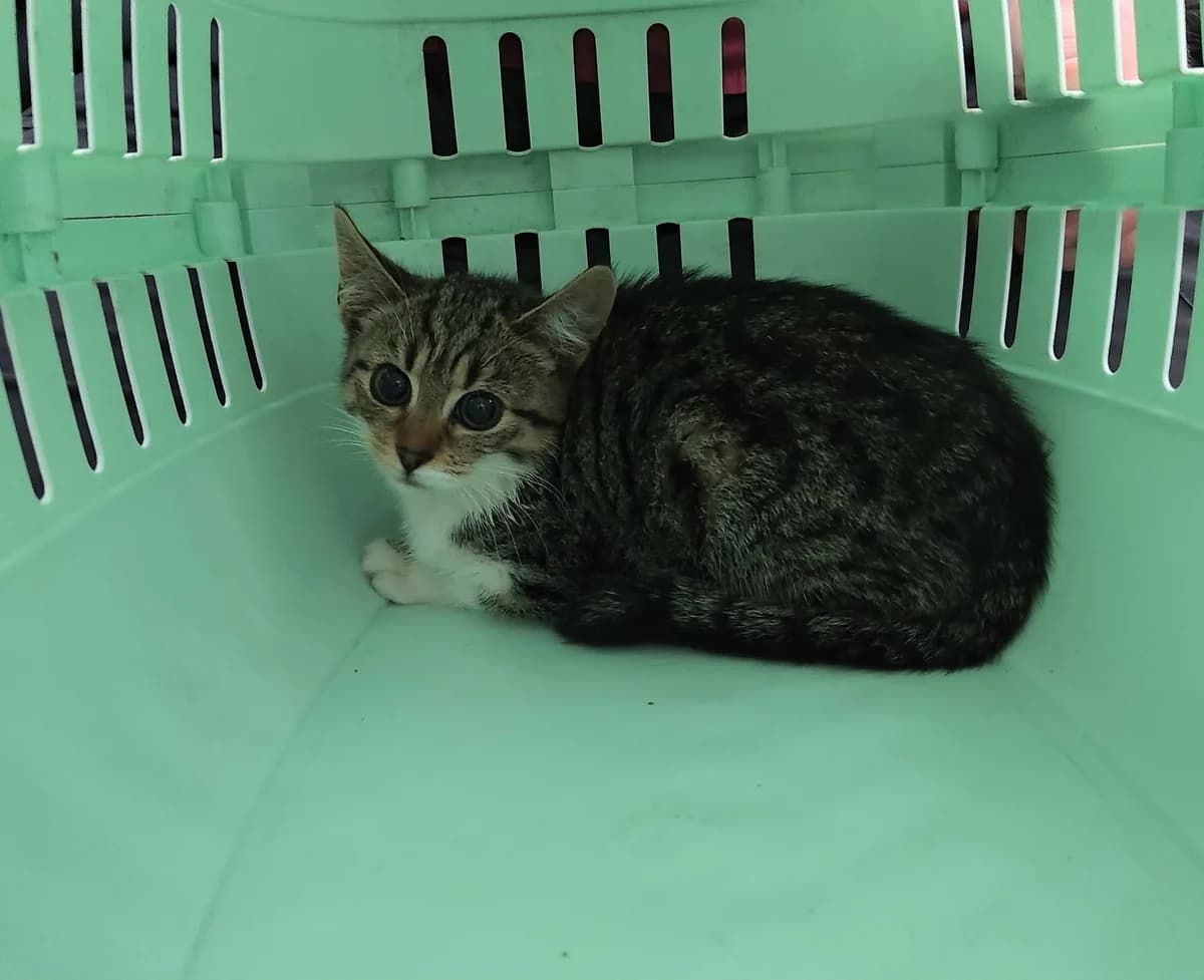 WINKRYSTYNA, Mixed Breed for adoption at Schronisko Lublin, Lublin
