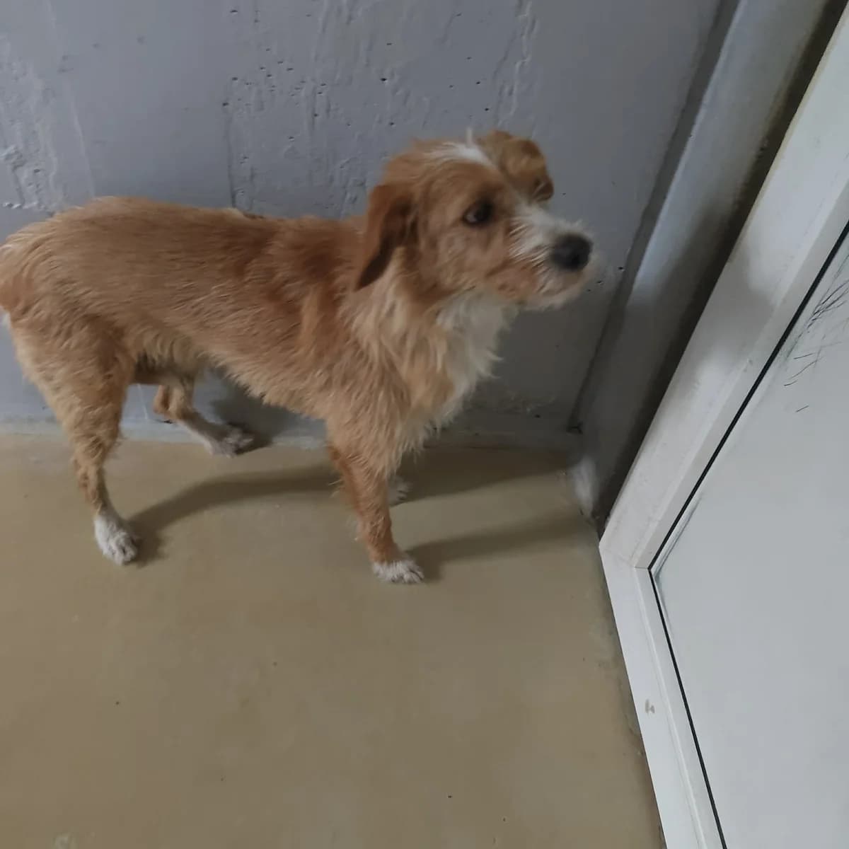 WEKTOR, Mixed Breed for adoption at Schronisko Lublin, Lublin