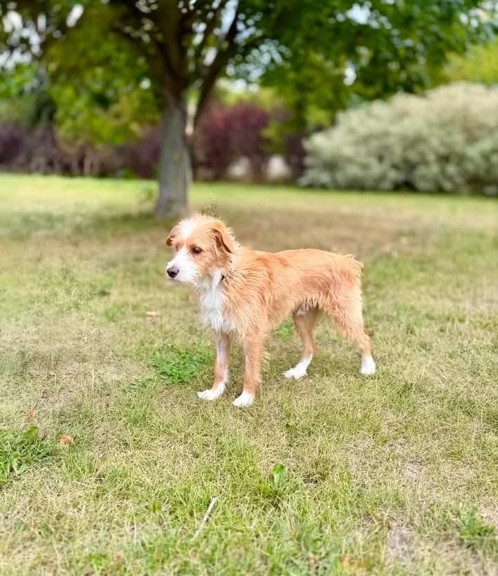 WEKTOR, Mixed Breed for adoption at Schronisko Lublin, Lublin
