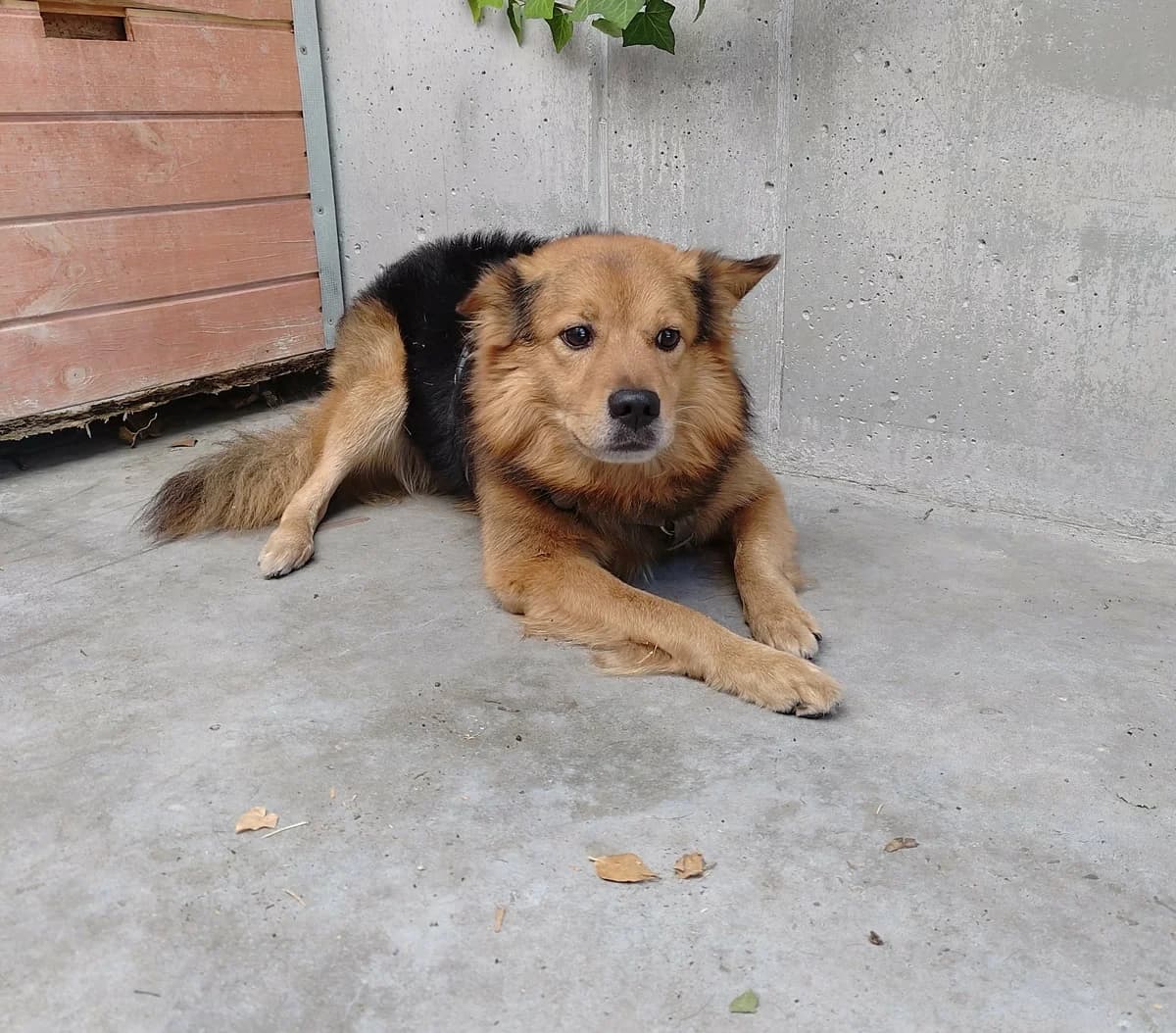 RAWYZEK (KACPER), Mixed Breed for adoption at Schronisko Lublin, Lublin