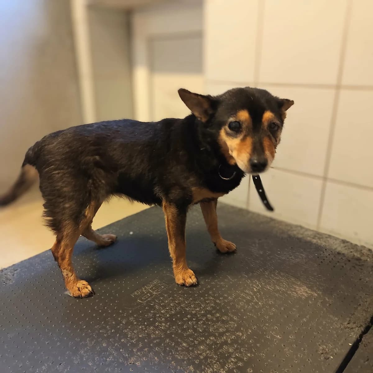WELMA, Mixed Breed for adoption at Schronisko Lublin, Lublin