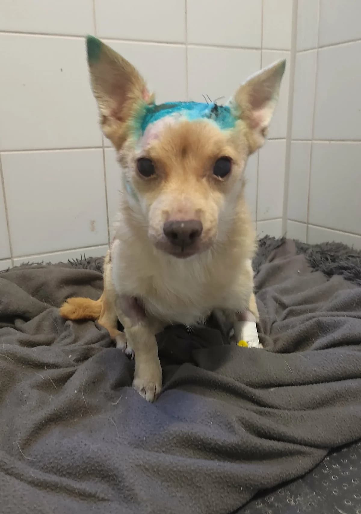 WALECZNA, Mixed Breed for adoption at Schronisko Lublin, Lublin