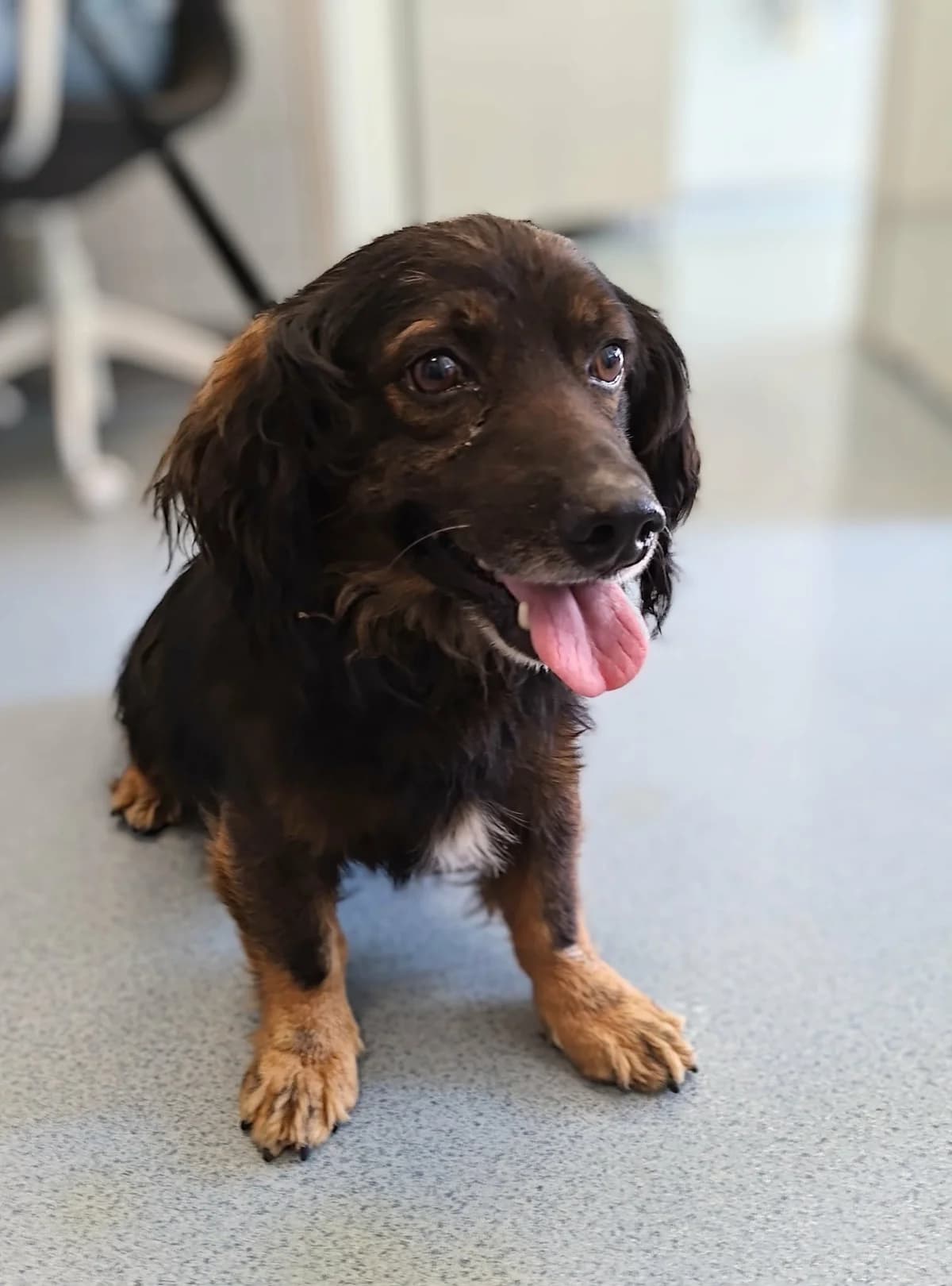 WATSON, Mixed Breed for adoption at Schronisko Lublin, Lublin