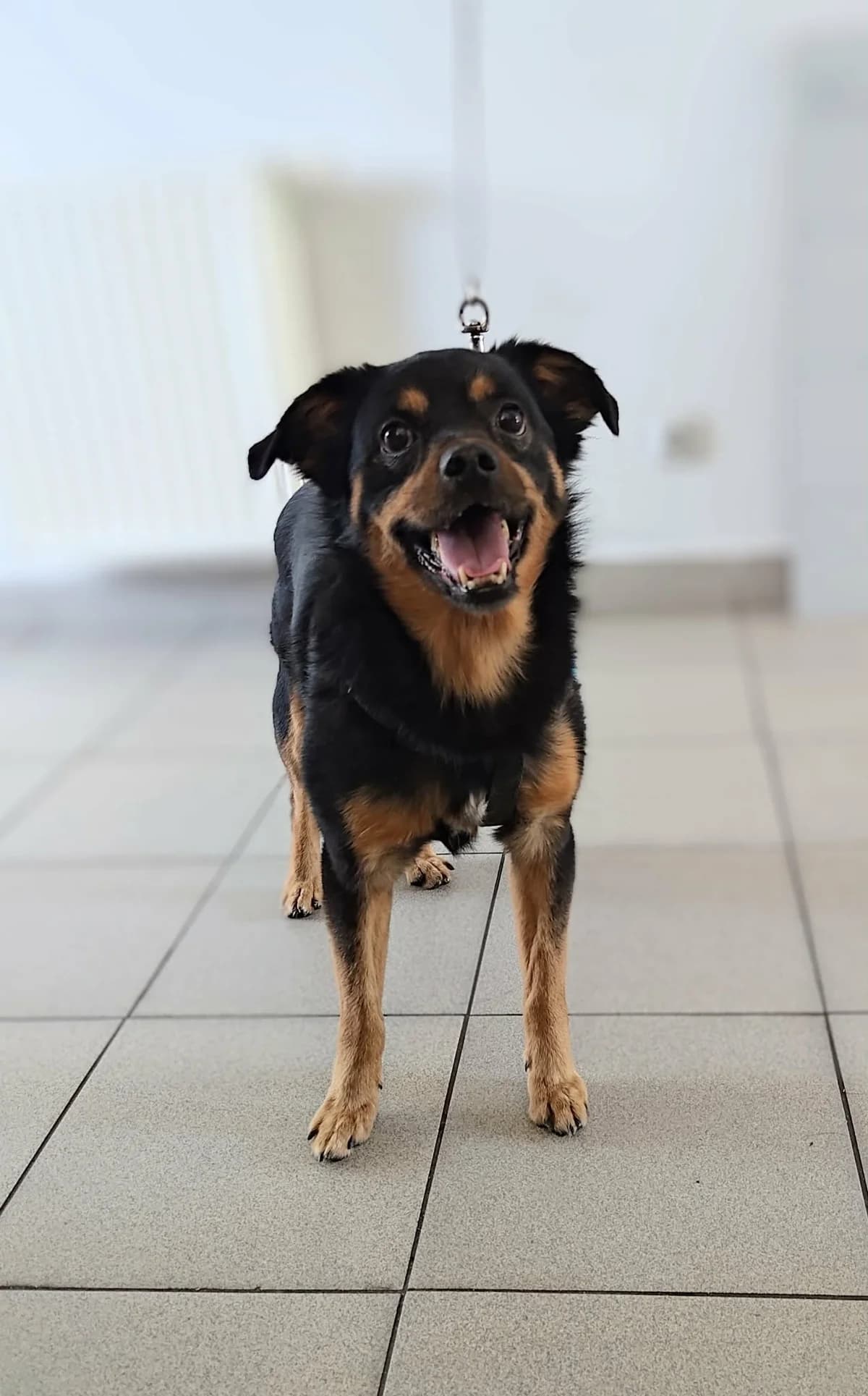 MISIEK, Mixed Breed for adoption at Schronisko Lublin, Lublin