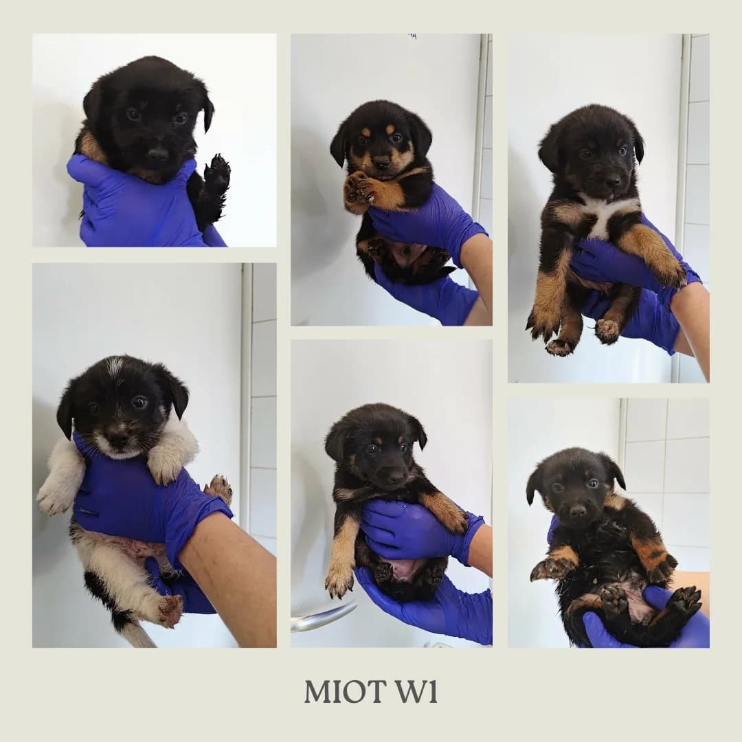 MIOT W1, puppy Mixed Breed for adoption at Schronisko Lublin, Lublin