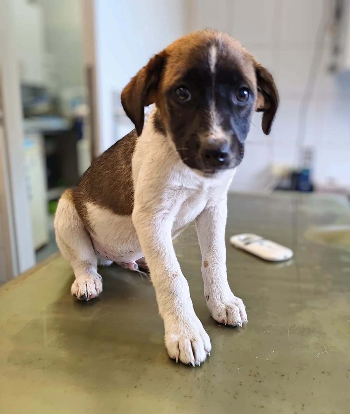 WITEK, Mixed Breed for adoption at Schronisko Lublin, Lublin