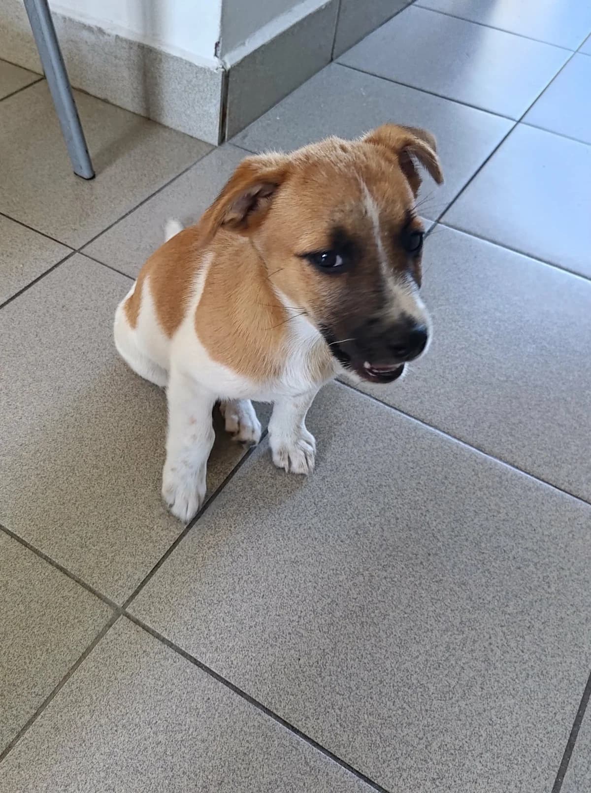 WENUS, Mixed Breed for adoption at Schronisko Lublin, Lublin