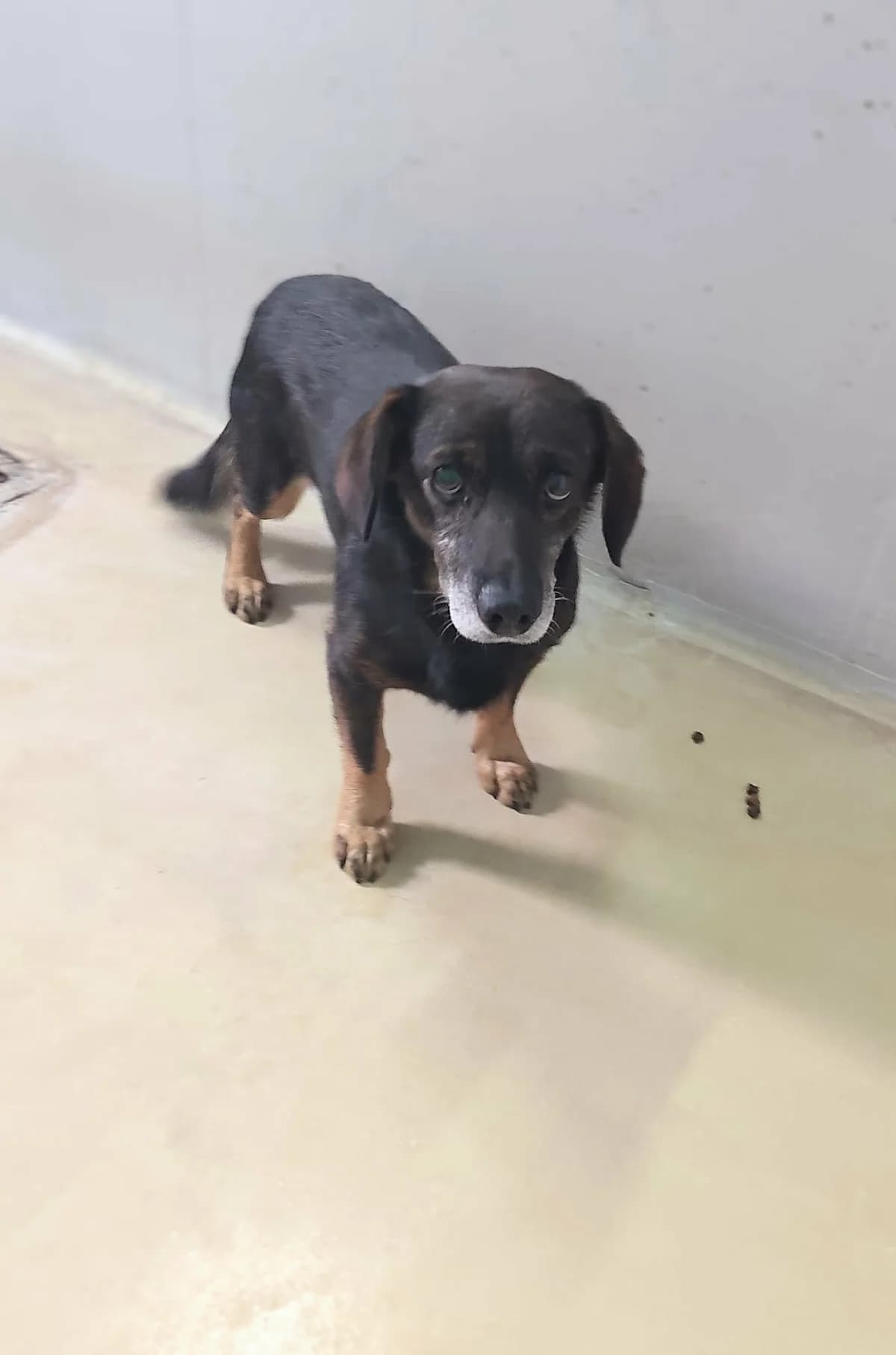 WINI, Mixed Breed for adoption at Schronisko Lublin, Lublin