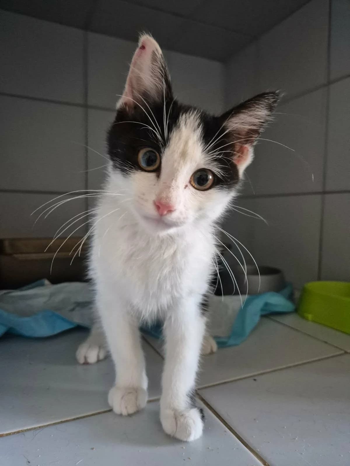 WYTRYCH, Mixed Breed for adoption at Schronisko Lublin, Lublin