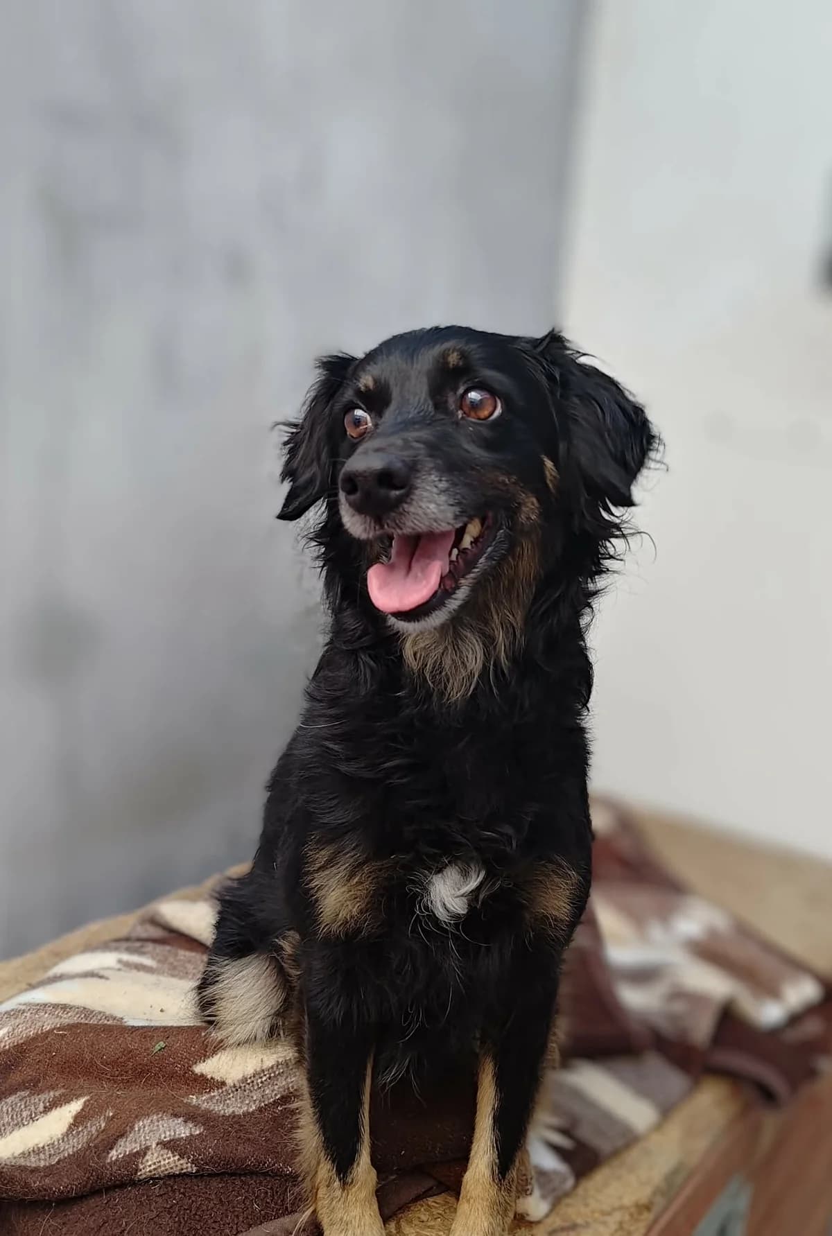 OMONTA, Mixed Breed for adoption at Schronisko Lublin, Lublin
