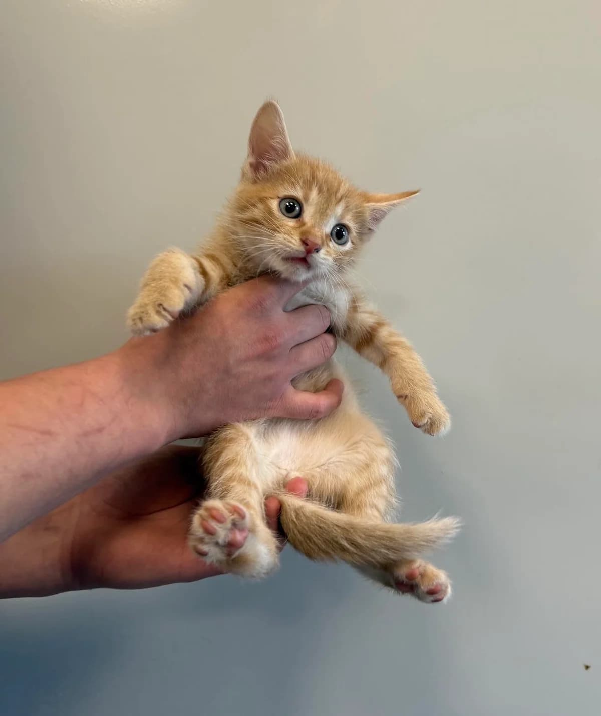 WICHER, Mixed Breed for adoption at Schronisko Lublin, Lublin