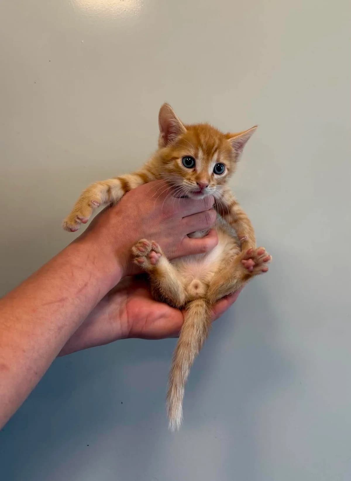 WICHEREK, Mixed Breed for adoption at Schronisko Lublin, Lublin