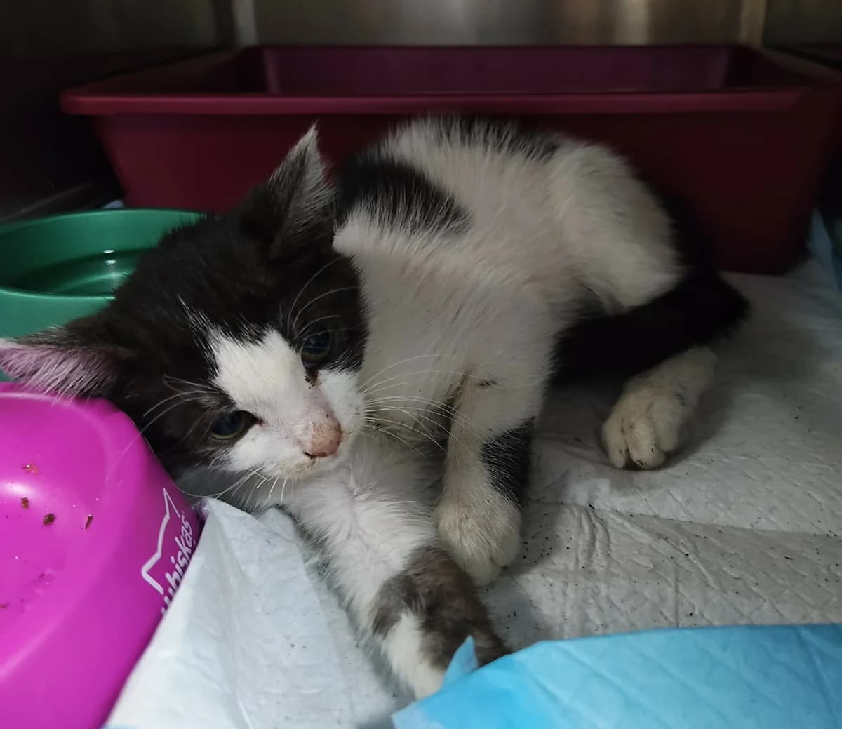 WISTARA, Mixed Breed for adoption at Schronisko Lublin, Lublin