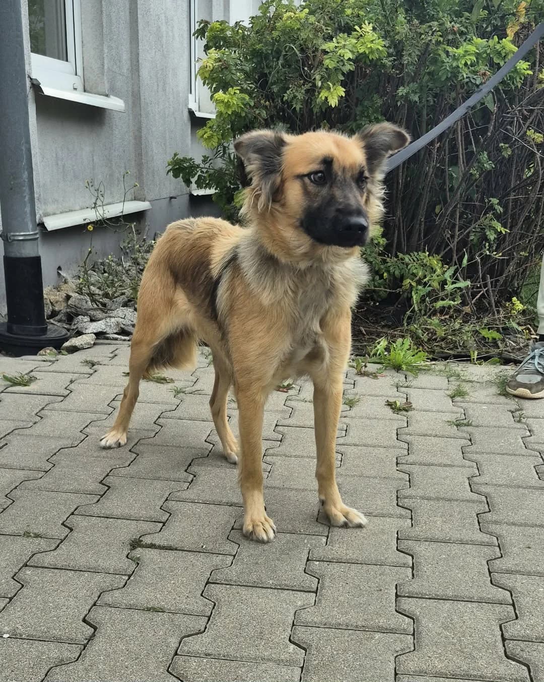 WEGA*, Mixed Breed for adoption at Schronisko Lublin, Lublin