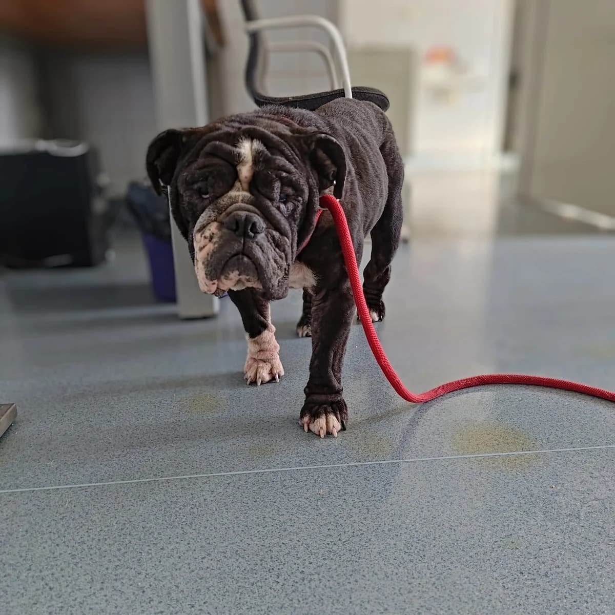 WIRGINIA, Mixed Breed for adoption at Schronisko Lublin, Lublin