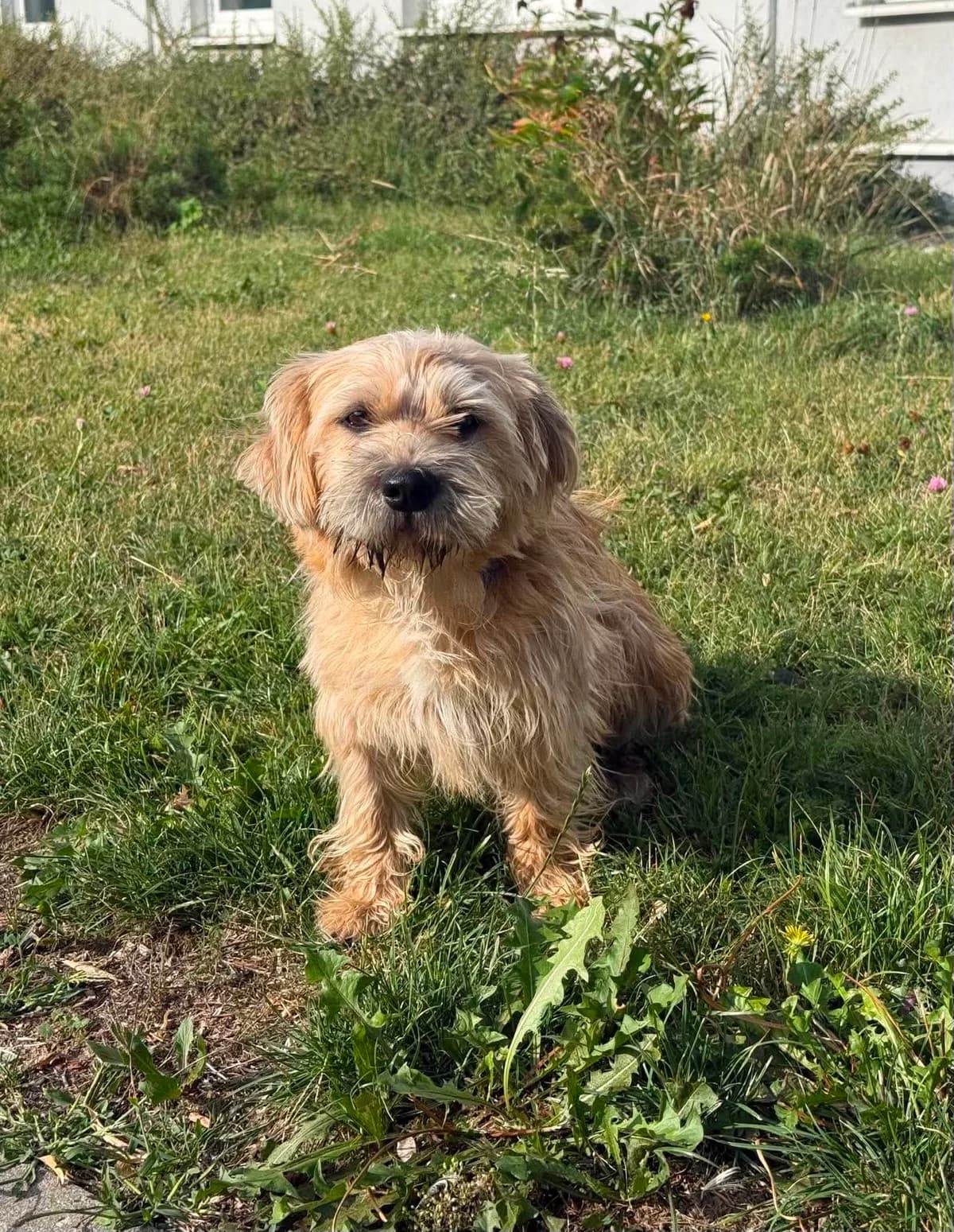 WALL-E, Mixed Breed for adoption at Schronisko Lublin, Lublin