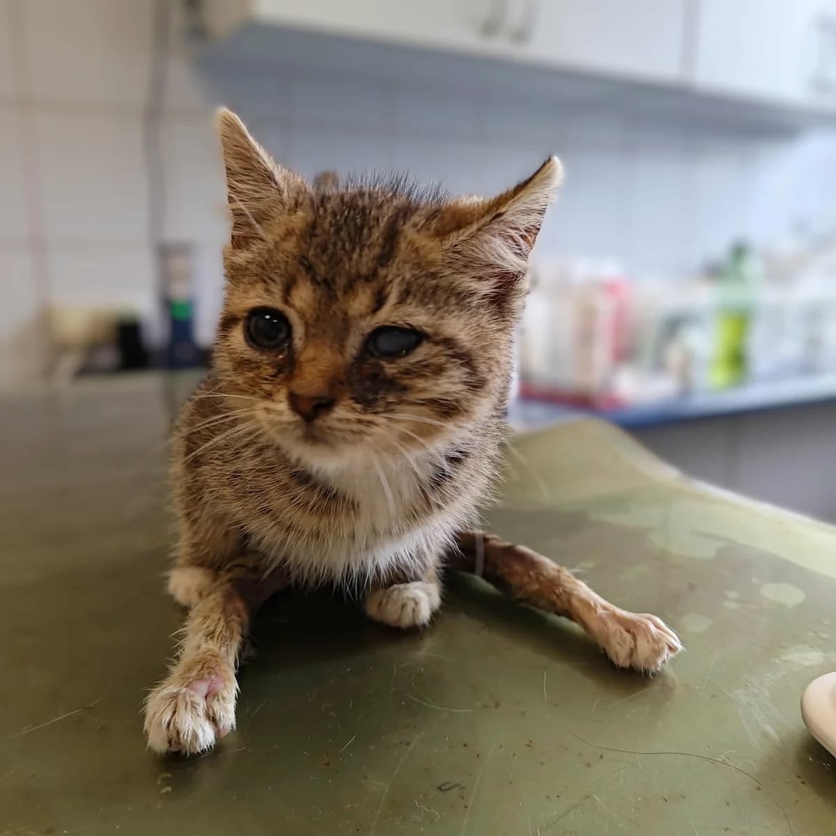WROTKA*, Mixed Breed for adoption at Schronisko Lublin, Lublin