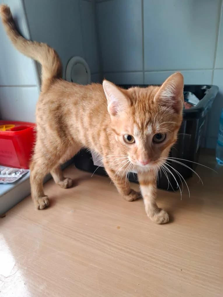 WEKSEL, Mixed Breed for adoption at Schronisko Lublin, Lublin