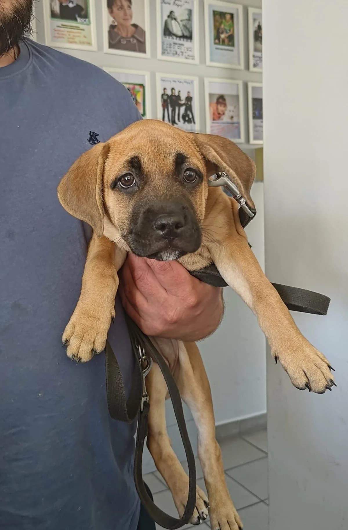 WŁOSZKA, Mixed Breed for adoption at Schronisko Lublin, Lublin
