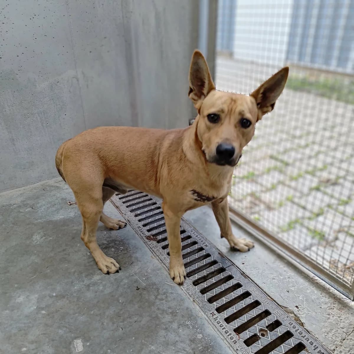 WIZIR, Mixed Breed for adoption at Schronisko Lublin, Lublin