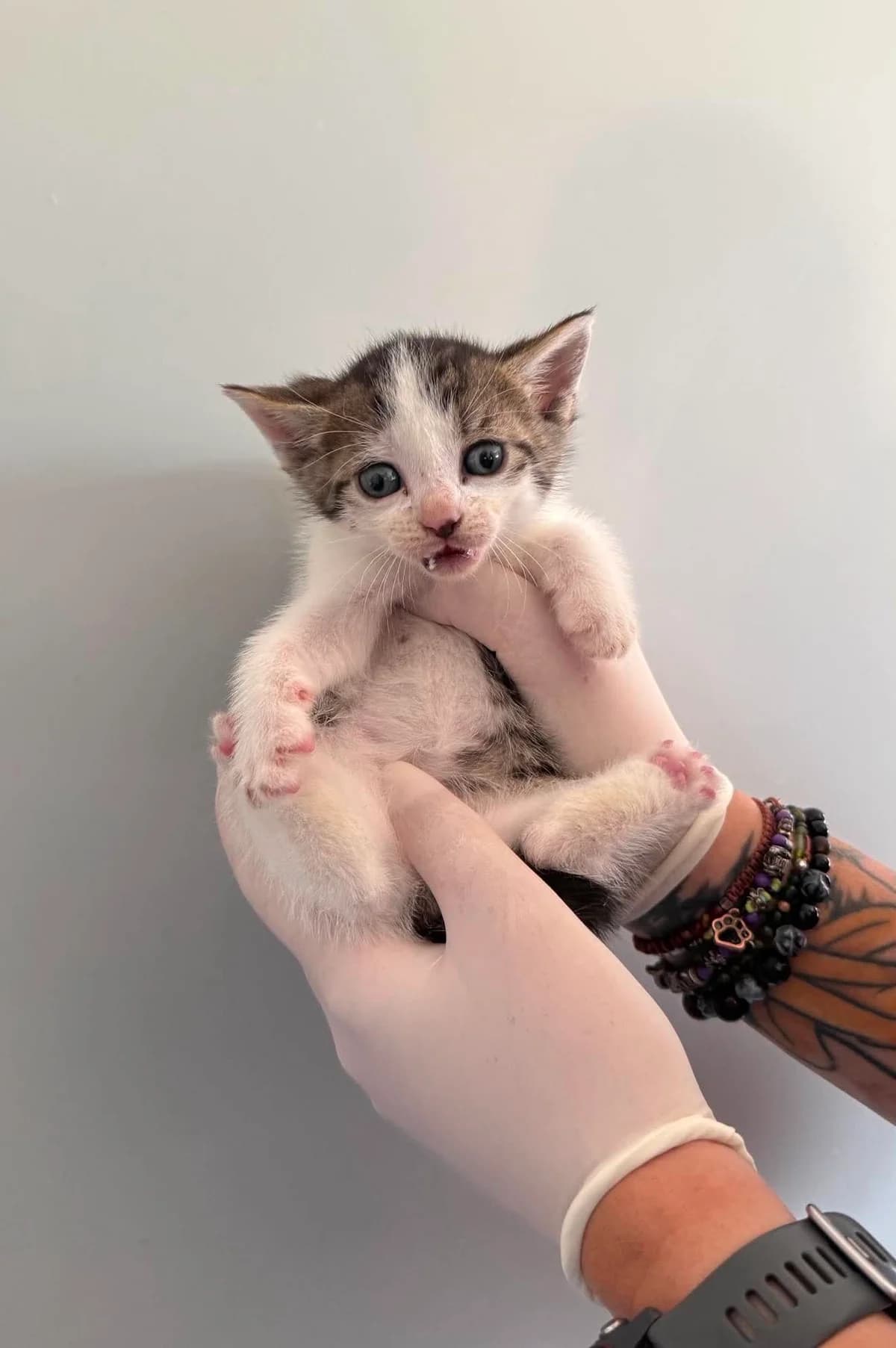 WAFIK, Mixed Breed for adoption at Schronisko Lublin, Lublin