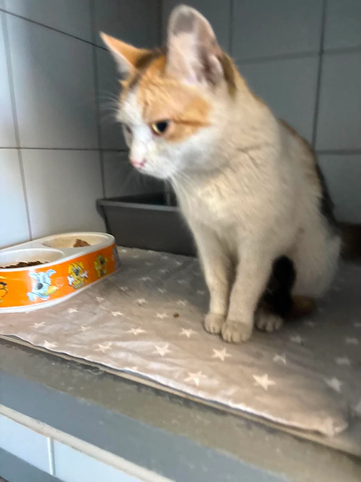 WARIUSKA, Mixed Breed for adoption at Schronisko Lublin, Lublin