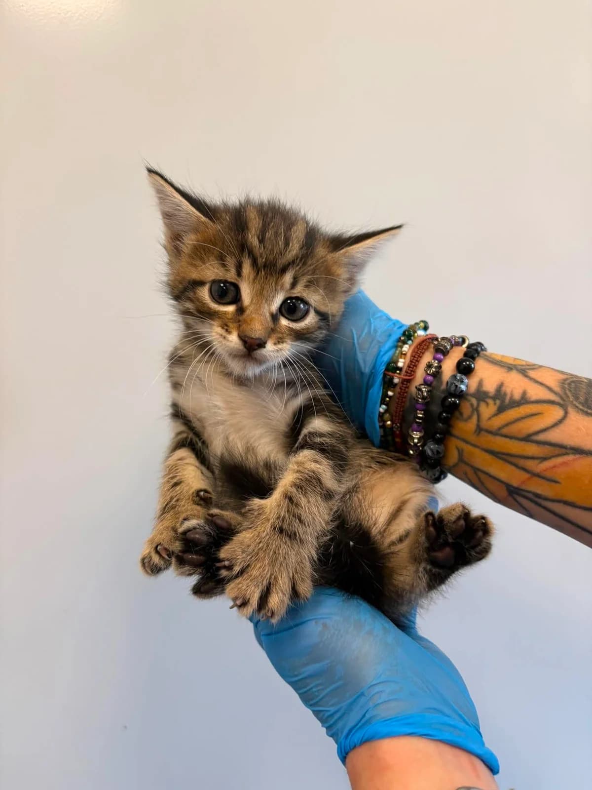WOJANEK, Mixed Breed for adoption at Schronisko Lublin, Lublin