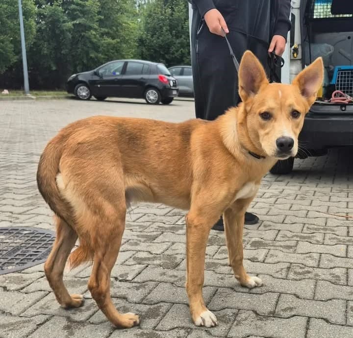WISIOREK, Mixed Breed for adoption at Schronisko Lublin, Lublin