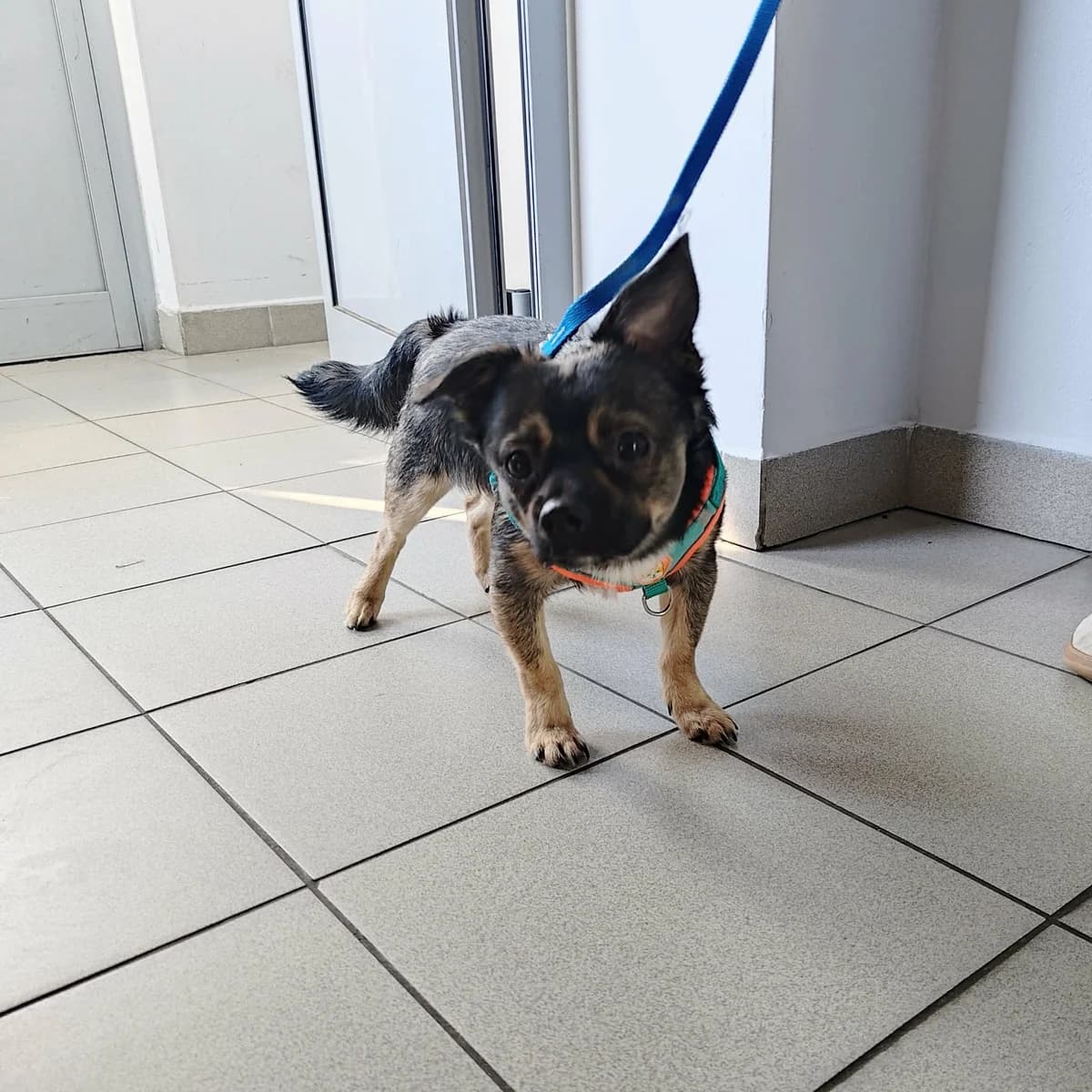 SMYK, Mixed Breed for adoption at Schronisko Lublin, Lublin